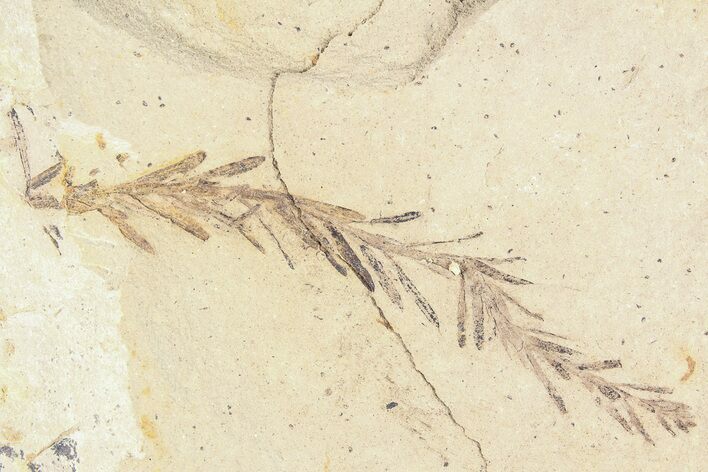 Metasequoia (Dawn Redwood) Fossil - Montana #85795
